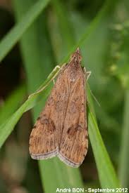 Attēlu rezultāti vaicājumam “Nomophila noctuella”