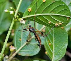 Attēlu rezultāti vaicājumam “Dictenidia bimaculata”