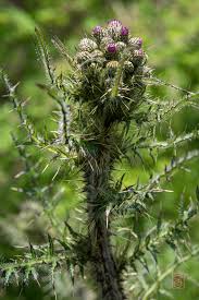 Attēlu rezultāti vaicājumam “Cirsium palustre flower”