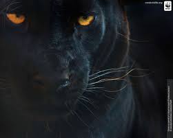 BlueNewt – Really Pretty… Panther? | beachcousins - 287304-black-leopard-1280x1024