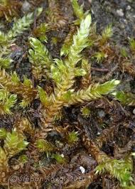 Attēlu rezultāti vaicājumam “Calliergonella lindbergii”