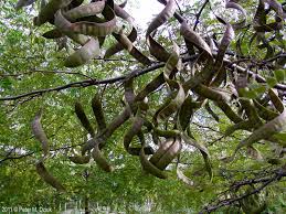 Attēlu rezultāti vaicājumam “Gleditsia triacanthos fruit”