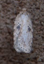 Attēlu rezultāti vaicājumam “Agonopterix aranella”