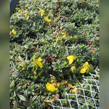 Attēlu rezultāti vaicājumam “Helianthemum x hybridum flower”