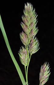 Attēlu rezultāti vaicājumam “Dactylis glomerata subsp. glomerata”