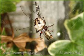 Attēlu rezultāti vaicājumam “Larinioides cornutus”