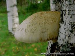 Attēlu rezultāti vaicājumam “Pholiota heteroclita”