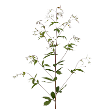 Attēlu rezultāti vaicājumam “Gillenia trifoliata flower”