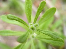 Image result for Galium aparine