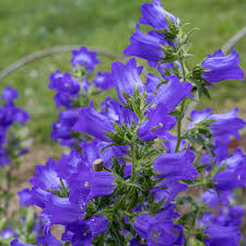 Image result for Campanula medium
