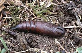 Attēlu rezultāti vaicājumam “Sphinx pinastri larva”