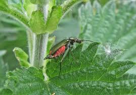 Attēlu rezultāti vaicājumam “Malachidae”