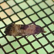 Attēlu rezultāti vaicājumam “Cochylis dubitana”