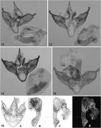 Attēlu rezultāti vaicājumam “Arctia caja imago”