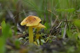 Attēlu rezultāti vaicājumam “Hygrocybe acutoconica”