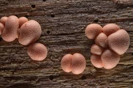 Attēlu rezultāti vaicājumam “Lycogala sphaeroconicum macro”