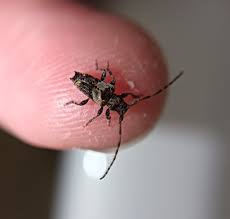 Attēlu rezultāti vaicājumam “Pogonocherus hispidulus”