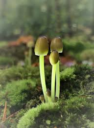 Attēlu rezultāti vaicājumam “Mycena epipterygia”
