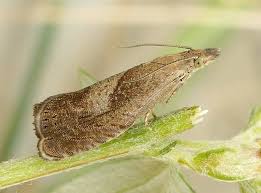 Attēlu rezultāti vaicājumam “Dichrorampha simpliciana”