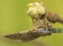 Attēlu rezultāti vaicājumam “Achlya flavicornis”