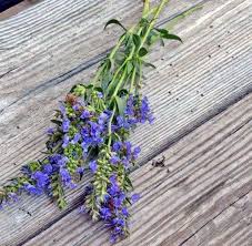 Attēlu rezultāti vaicājumam “Hyssopus officinalis flower”