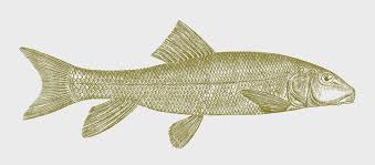 Image result for Catostomus commersonii