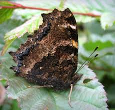 Attēlu rezultāti vaicājumam “Nymphalis xanthomelas”