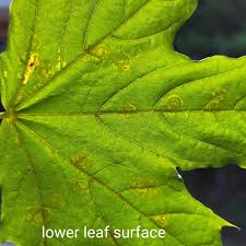 Attēlu rezultāti vaicājumam “Sawadaea tulasnei”