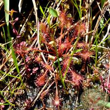 Attēlu rezultāti vaicājumam “Drosera intermedia”