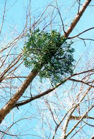 Attēlu rezultāti vaicājumam “Viscum album leaf”