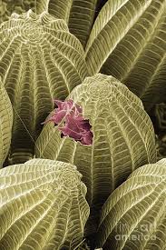 Attēlu rezultāti vaicājumam “Pieris brassicae underside”