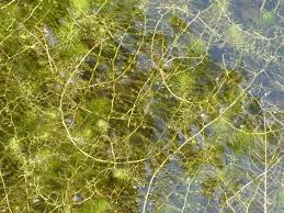 Attēlu rezultāti vaicājumam “Utricularia vulgaris leaf”