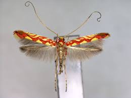 Attēlu rezultāti vaicājumam “Gracillaria syringella imago”