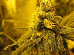 Resultado de imagen para la marihuana channel