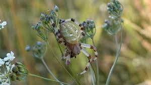Attēlu rezultāti vaicājumam “Araneus quadratus”
