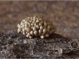 Attēlu rezultāti vaicājumam “Tubifera montana young”