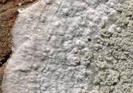 Attēlu rezultāti vaicājumam “Pertusaria albescens”