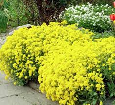 Attēlu rezultāti vaicājumam “Alyssum gmelinii”