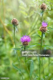 Image result for Centaurea nigra
