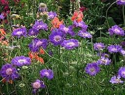 Image result for scabiosa caucasica