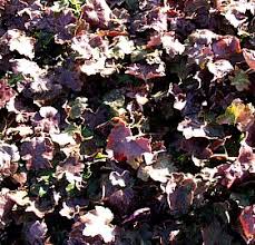 Image result for HEUCHERA americana 'Palace Purple Auslese'