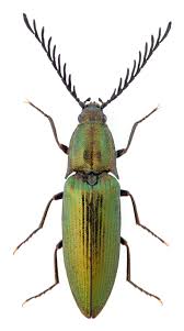 Attēlu rezultāti vaicājumam “Ctenicera pectinicornis male”