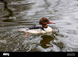 Attēlu rezultāti vaicājumam “Mergus merganser juvenile”