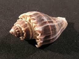 Image result for Melongena corona