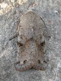 Attēlu rezultāti vaicājumam “Orthosia incerta”