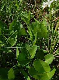 Attēlu rezultāti vaicājumam “Menyanthes trifoliata bud”