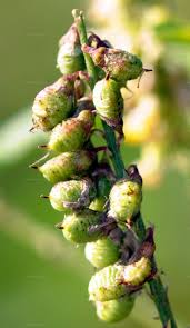 Attēlu rezultāti vaicājumam “Melilotus albus fruit”