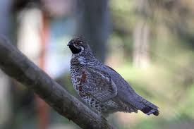 Attēlu rezultāti vaicājumam “Tetrastes bonasia juvenile”