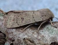 Attēlu rezultāti vaicājumam “Orthosia cruda”