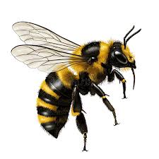 Attēlu rezultāti vaicājumam “Apis mellifera”